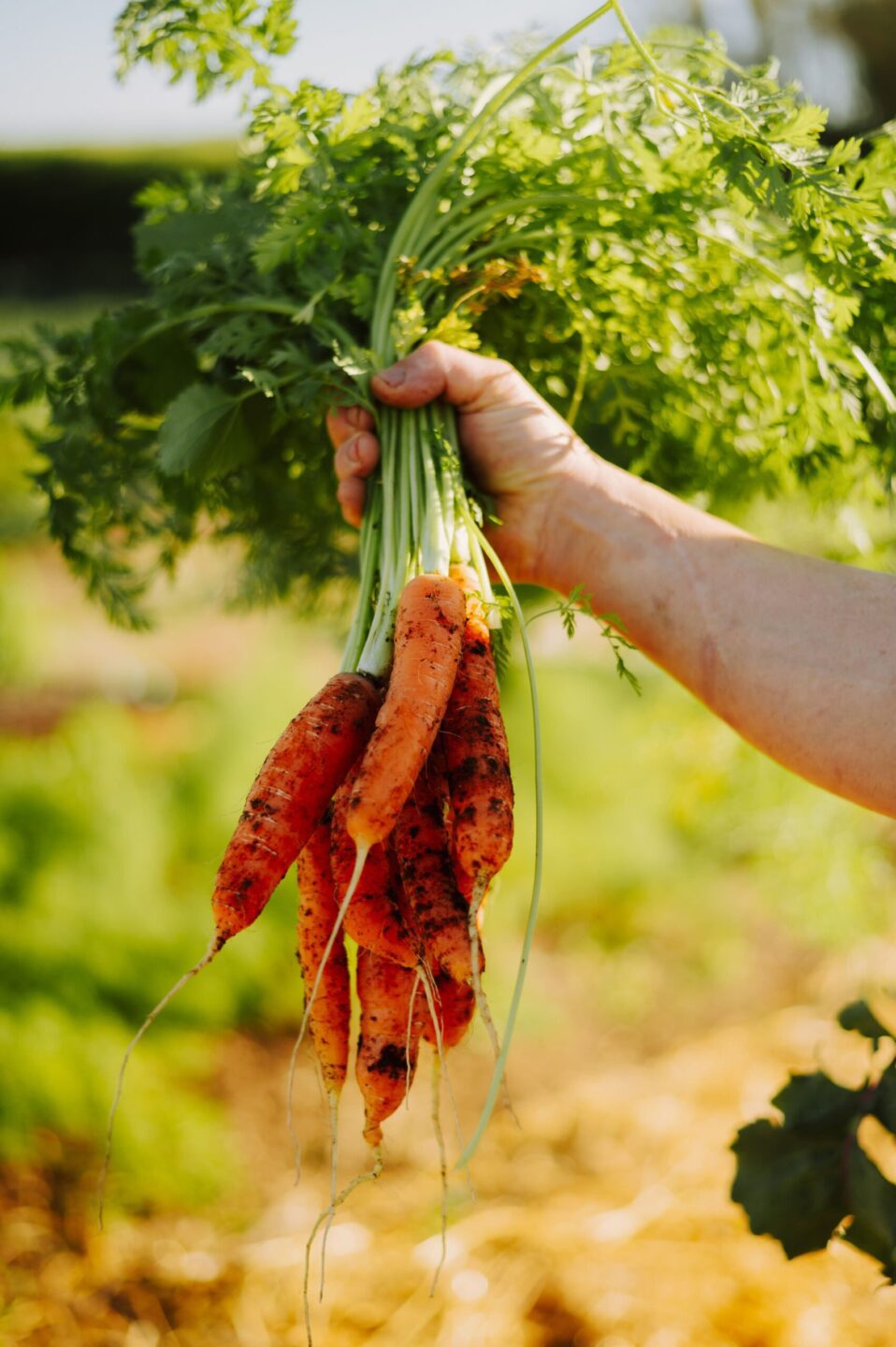 How Sustainable Gastronomy Shapes The Xara Collection
